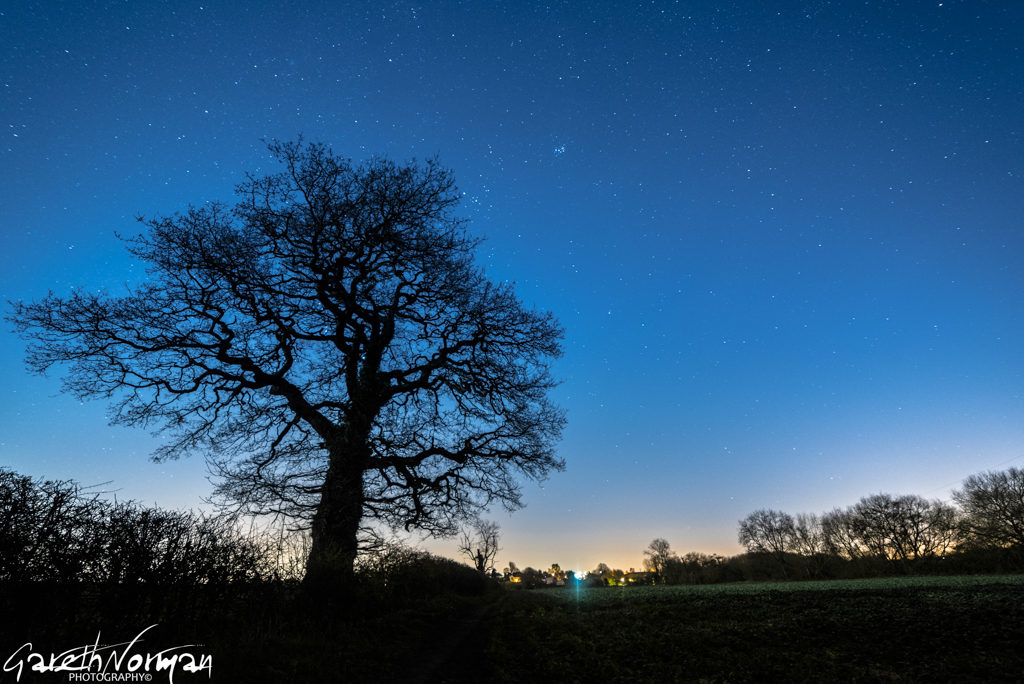 Starscape over the tree
