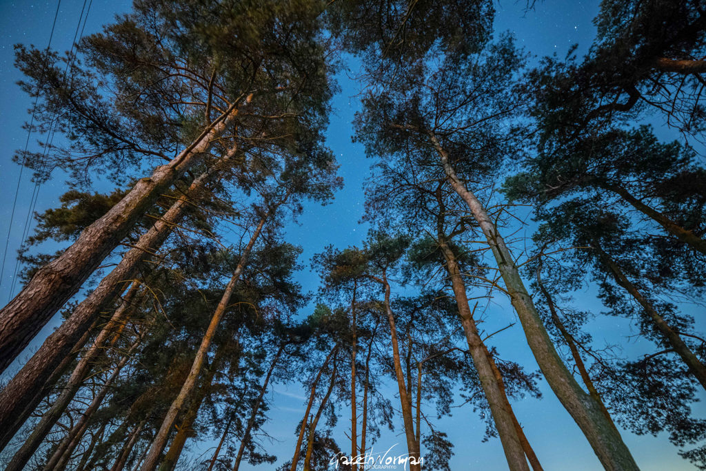 Stars Through the Trees